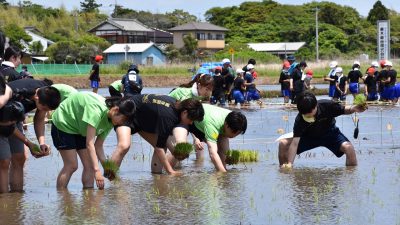 【産経新聞】「田んぼアート in 山武市」を企画・運営したことが掲載されました。