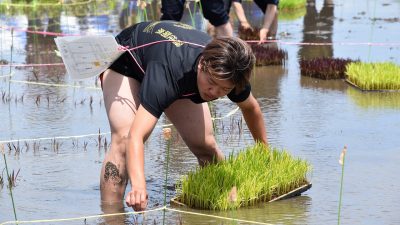 【千葉テレビ】「田んぼアート in 山武市」を企画・運営したことが紹介されました。